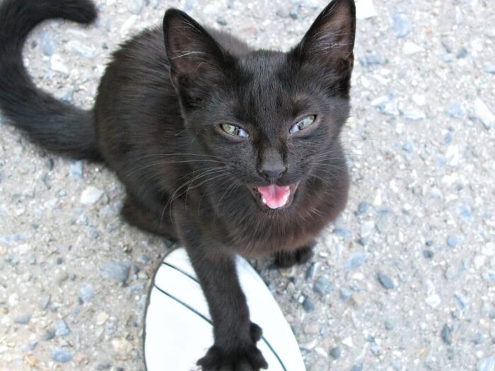 Kis fekete cica figyelmet kérve nyávog