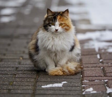 Gondoskodjuk a kóbor macskákról télen is
